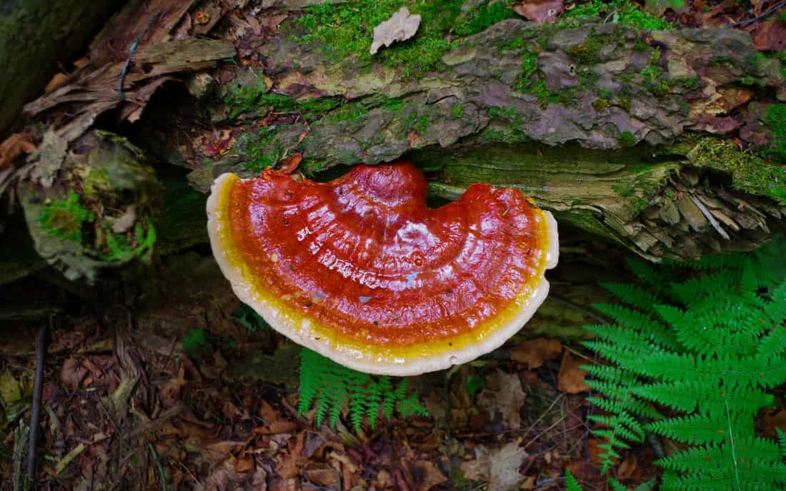 Benefits of Mushroom