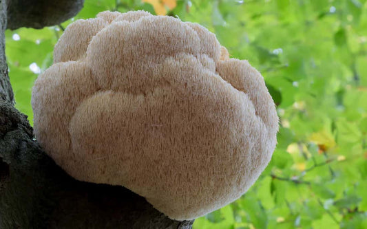 Demystifying Mushroom Supplements