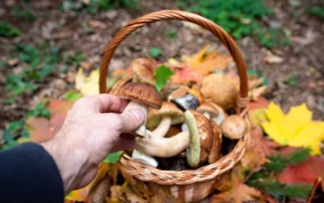 Edible Wild Mushrooms