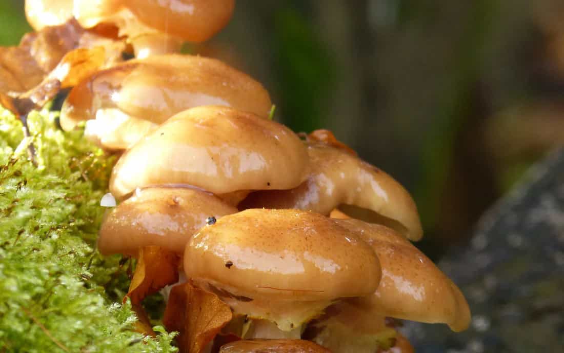 Enigma of Giant Fungi