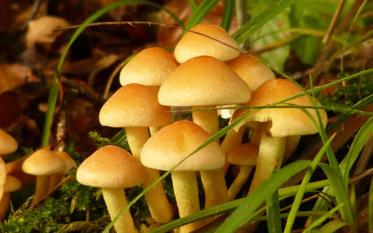 Glowing Mushrooms