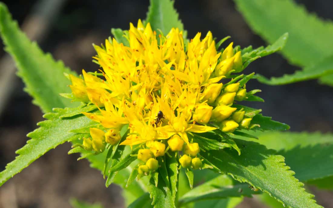 Lion's Mane Mushroom Supplement