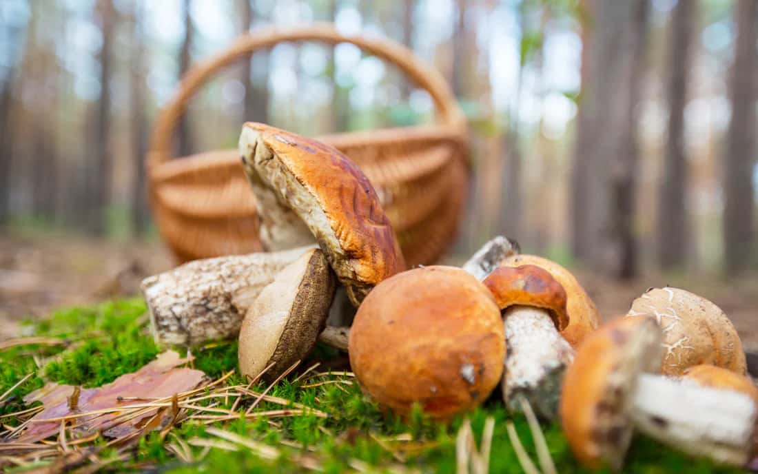 Mushroom Complex Supplement