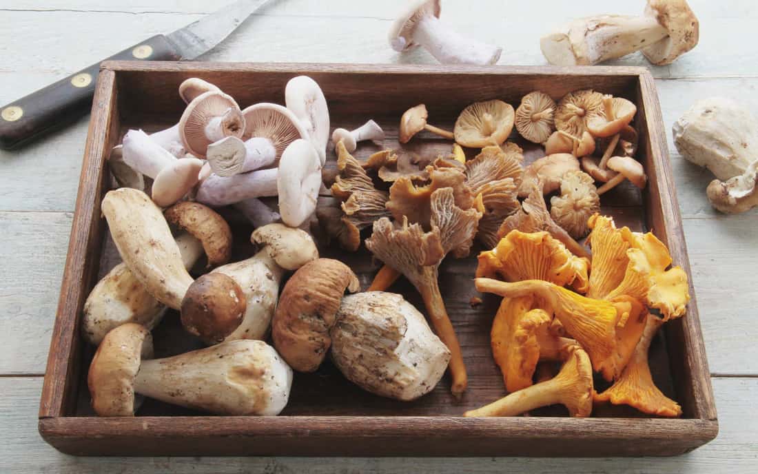 Mushroom Consumption