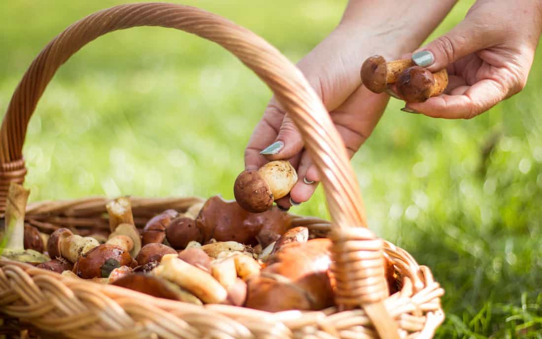 Mushroom Supplements