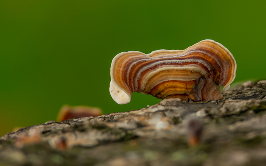 PHARMAGREEN-mushroom-supplement-benefits