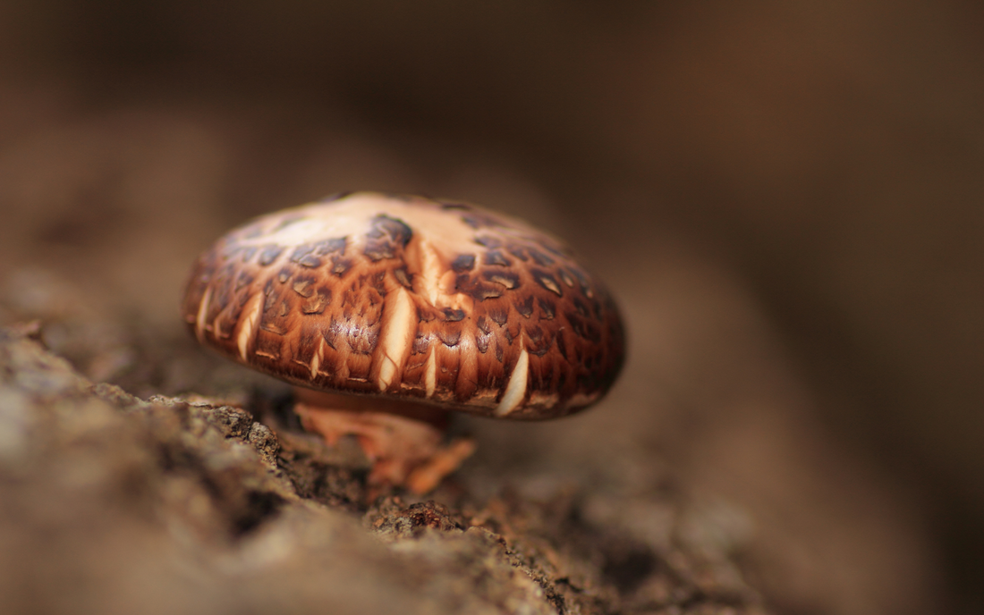 PHARMAGREEN-mushroom-supplement