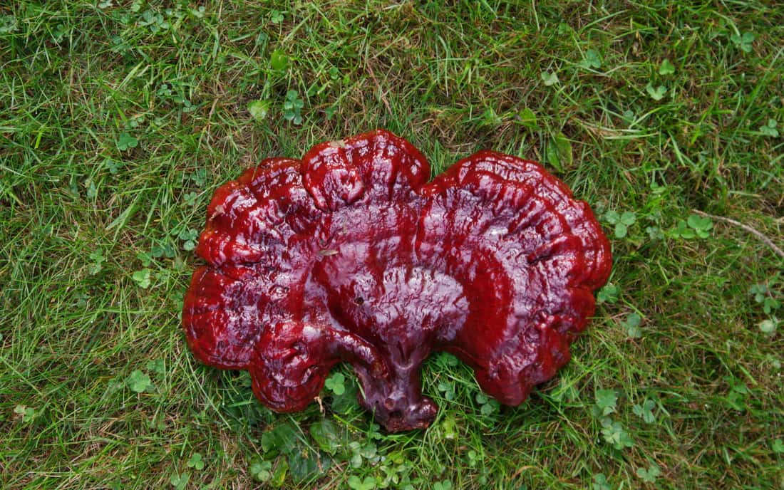 Reishi Mushroom