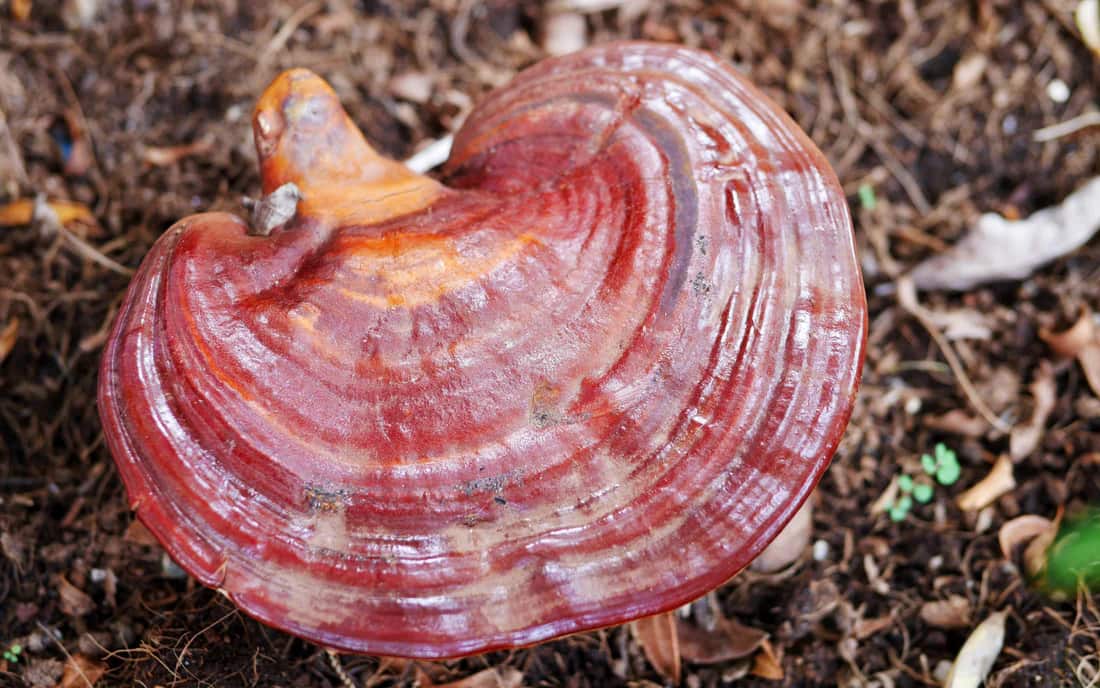 PHARMAGREEN-reishi-mushroom-supplement