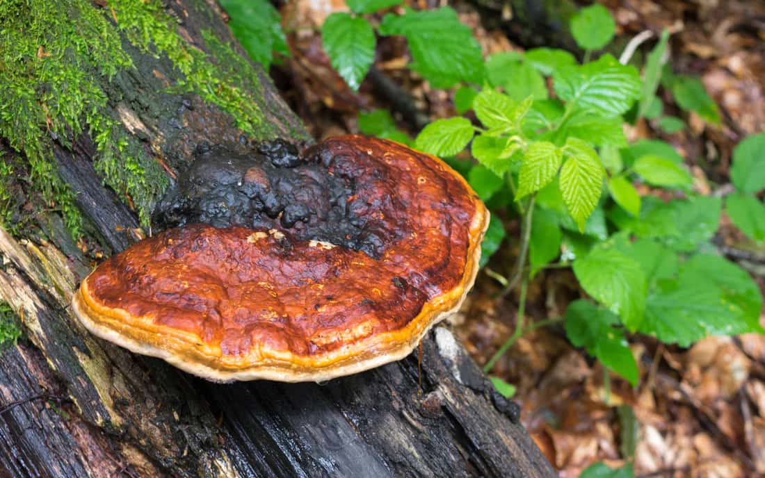 Role of Mushroom Supplements