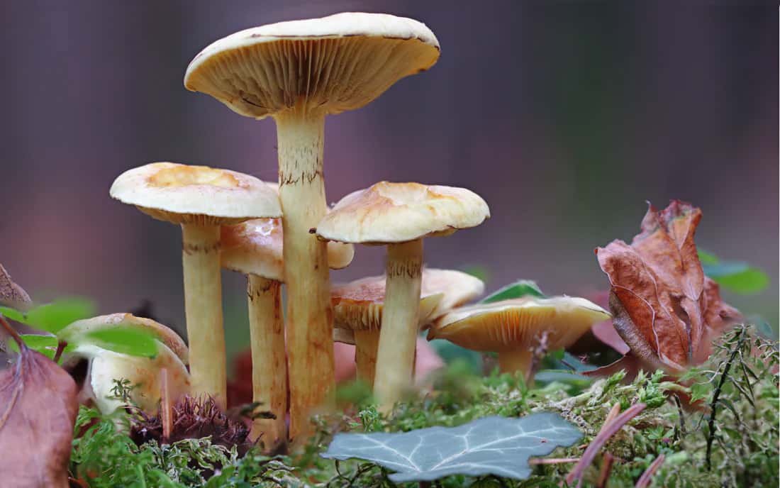 Turkey Tail Mushroom