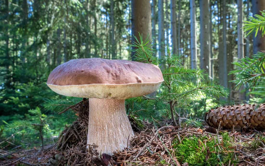 Mushroom Growth