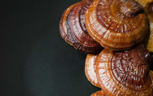 lion's mane mushroom