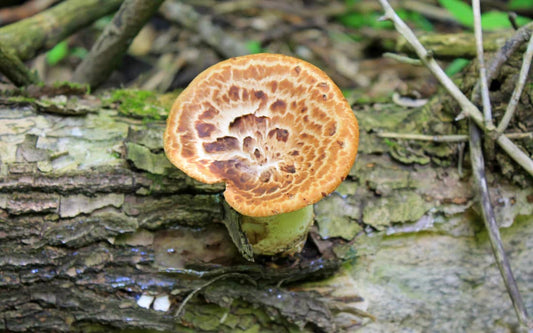 Mushroom Supplement for Brain Health