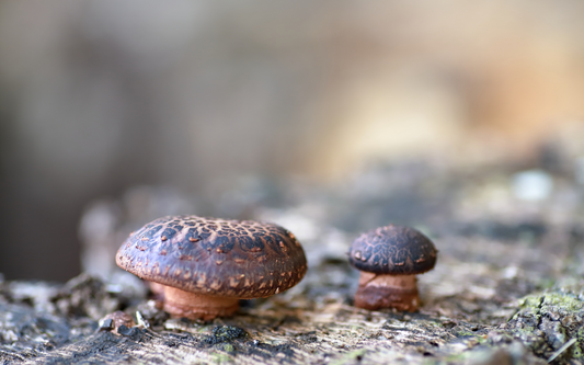 Mushroom Supplements for Athletes: Enhancing Performance, Stamina, and Recovery