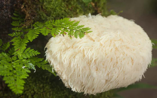 Power of Lion's Mane Mushroom