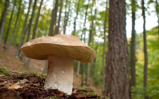 world of mushrooms
