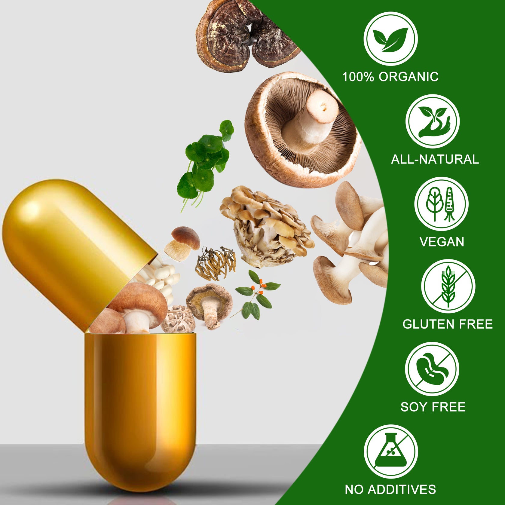 Best turkey tail mushroom supplement for brain health Maxgenomicproducts